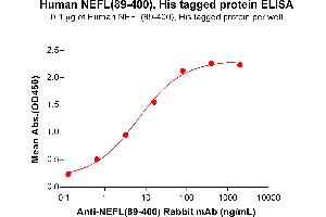 ELISA plate pre-coated by 1 μg/mL (100 μL/well) Human NEFL (89-400) Protein, His Tag (ABIN7092803, ABIN7272128 and ABIN7272129) can bind Anti-NEFL(89-400) antibody(DM199), Rabbit mAb ABIN7455262, ABIN7490482 and ABIN7490483 in a linear range of 0. (NEFL Protein (AA 89-400) (His tag))