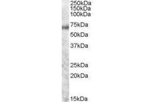 ABIN2561488 staining of Human Colon lysate (35µg protein in RIPA buffer). (MYB 抗体  (AA 281-294))