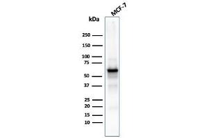 Western Blotting (WB) image for anti-V-Akt Murine Thymoma Viral Oncogene Homolog 1 (AKT1) (AA 85-189) antibody (ABIN6939338)