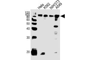 All lanes : Anti-EWSR1 Antibody (C-term) at 1:1000 dilution Lane 1: Hela whole cell lysates Lane 2: K562 whole cell lysates Lane 3: NIH/3T3 whole cell lysates Lane 4: A549 whole cell lysates Lysates/proteins at 20 μg per lane. (EWSR1 抗体  (C-Term))