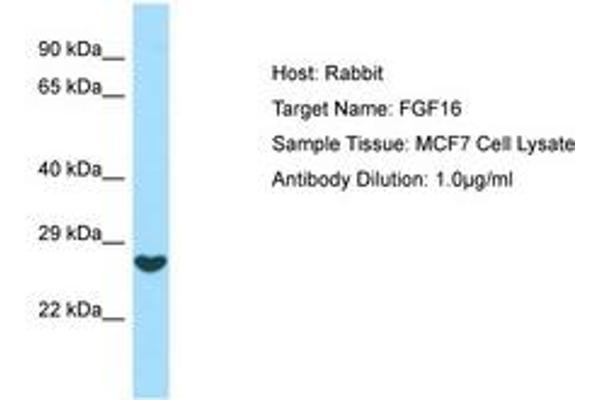 FGF16 抗体  (AA 136-185)