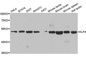 Western blot analysis of extracts of various cell lines, using KLF4 antibody. (KLF4 抗体)