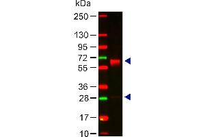 Lane 1: Human IgA. (兔 anti-人 IgA (Chain alpha), (Heavy Chain) Antibody)