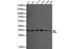 Western blot detection of CDK5(N-terminus) in 3T3,Hela,PC-12,COS7,Jurkat and K562 lysates using Cdk5 mouse mAb (1:500 diluted). (CDK5 抗体  (N-Term))