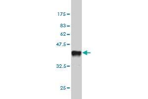 Western Blot detection against Immunogen (37. (SH2D3C 抗体  (AA 1-110))