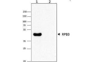 Western Blotting (WB) image for anti-RNA Polymerase II 33kD Subunit (RPII33) antibody (ABIN2656681) (RPII33 抗体)