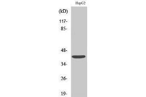 Western Blotting (WB) image for anti-Sphingosine-1-Phosphate Receptor 4 (S1PR4) (Internal Region) antibody (ABIN3174873) (S1PR4 抗体  (Internal Region))