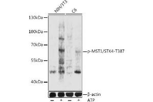 Western blot analysis of extracts of NIH/3T3 and C6 cells, using phospho-MST1/STK4-T387 pAb (ABIN7270228) at 1:1000 dilution. (STK4 抗体  (pThr387))