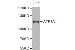 Western blot analysis of extracts of LO2 cells, using ATP1A1 Antibody (ABIN1871152) at 1:1000 dilution. (ATP1A1 抗体)