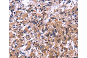 Immunohistochemistry (IHC) image for anti-Sialic Acid Binding Ig-Like Lectin 5 (SIGLEC5) antibody (ABIN2423087) (SIGLEC5 抗体)