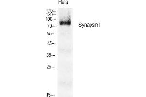 Western Blot analysis of various cells using Synapsin I Polyclonal Antibody diluted at 1:1000. (SYN1 抗体)