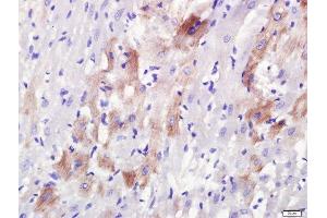 Paraformaldehyde-fixed, paraffin embedded rat heart, Antigen retrieval by boiling in sodium citrate buffer (pH6. (Rab3a+Rab3b+Rab3c+Rab3d (AA 101-150) 抗体)