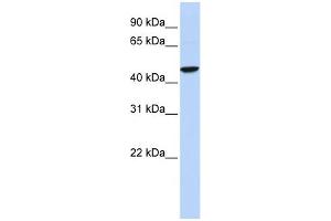 WB Suggested Anti-GABRR2 Antibody Titration:  0. (GABRR2 抗体  (Middle Region))