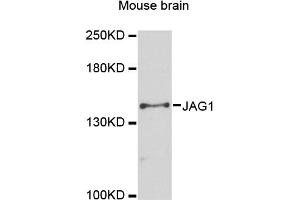 Western blot analysis of extracts of mouse brain, using JAG1 antibody (ABIN6291336) at 1:3000 dilution. (JAG1 抗体)