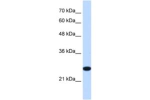 Western Blotting (WB) image for anti-Transmembrane Protein 109 (TMEM109) antibody (ABIN2463292) (TMEM109 抗体)