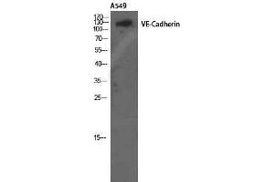 Western Blotting (WB) image for anti-Cadherin 5 (CDH5) (Ser225) antibody (ABIN3187462) (Cadherin 5 抗体  (Ser225))