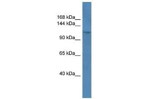 Western Blot showing COL1A1 antibody used at a concentration of 1-2 ug/ml to detect its target protein. (COL1A1 抗体  (C-Term))