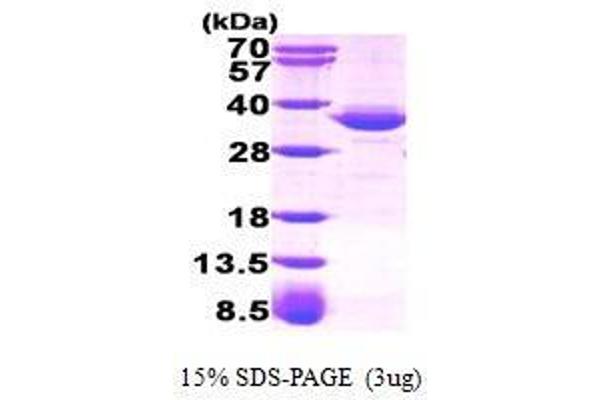 GPD1 Protein (AA 1-349)