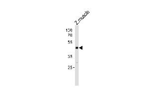 Western blot analysis of lysate fromzebra fish muscle tissue lysate, using (DANRE) mapk8 Antibody Azb18717a. (JNK 抗体  (AA 183-215))