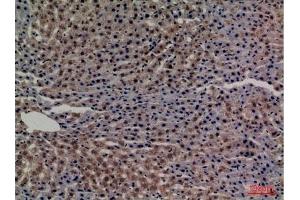 Immunohistochemical analysis of paraffin-embedded rat-liver, antibody was diluted at 1:100. (Transferrin 抗体  (C-Term))