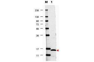 Western blot using  anti-Human IL17-F antibody shows detection of a band ~15 kDa in size corresponding to recombinant human IL17-F (lane 1). (IL17F 抗体)