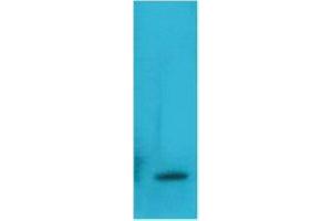 Western Blot (WB) analysis of Recombinant Human TNF a Protein with TNF alpha Mouse Monoclonal Antibody diluted at 1:2000. (TNF alpha 抗体)