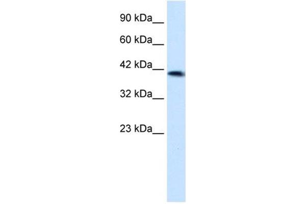 ZNF670 抗体  (N-Term)