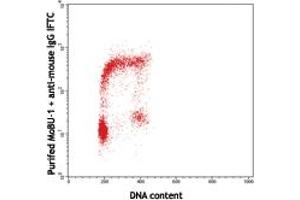 Image no. 1 for anti-Bromodeoxyuridine (BrdU) antibody (ABIN293985) (BrdU 抗体)