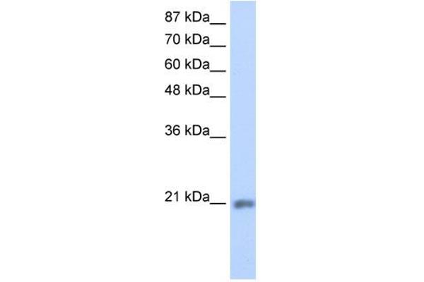 MIF4GD 抗体  (C-Term)