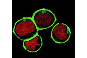 Immunocytochemistry (ICC) image for anti-Linker For Activation of T Cells Family, Member 2 (LAT2) (AA 91-243), (Cytoplasmic Domain) antibody (ABIN94439)