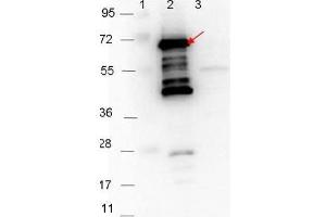 Western blot showing detection of 0. (P35 抗体)