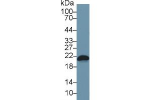 Western Blot; Sample: Mouse RAW264. (BAX 抗体  (AA 1-158))