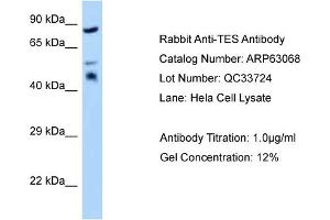 Western Blotting (WB) image for anti-Testis Derived Transcript (3 LIM Domains) (TES) (Middle Region) antibody (ABIN971861) (TES 抗体  (Middle Region))