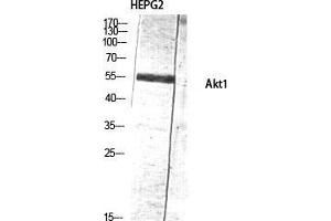 Western Blot (WB) analysis of HepG2 lysis using Akt1 antibody. (AKT1 抗体  (Ser137))