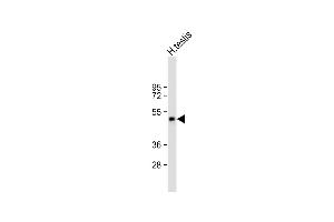 Anti-STA21 Antibody (C-term) at 1:1000 dilution + human testis lysate Lysates/proteins at 20 μg per lane. (SPATA21 抗体  (C-Term))