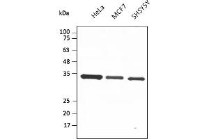 Western Blotting (WB) image for anti-Glyceraldehyde-3-Phosphate Dehydrogenase (GAPDH) (C-Term) antibody (DyLight 633) (ABIN7273058) (GAPDH 抗体  (C-Term) (DyLight 633))