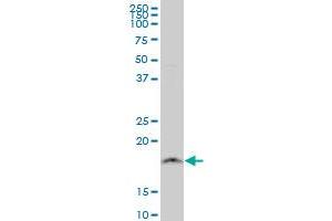 NDUFB11 monoclonal antibody (M08), clone 4B2 Western Blot analysis of NDUFB11 expression in HepG2 . (NDUFB11 抗体  (AA 1-153))