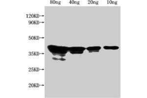 Western Blot Positive WB detected in Recombinant protein All lanes: nfuA antibody at 1:2500 Secondary Goat polyclonal to rabbit IgG at 1/50000 dilution Predicted band size: 38 kDa Observed band size: 43 kDa (NFUA (AA 31-128) 抗体)