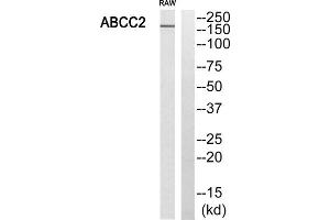 Western blot analysis of extracts from RAW264. (ABCC2 抗体  (Internal Region))