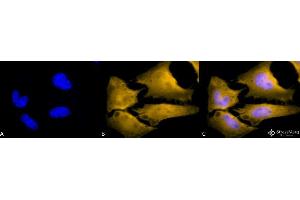 Immunocytochemistry/Immunofluorescence analysis using Rat Anti-HSF1 Monoclonal Antibody, Clone 10H4 . (HSF1 抗体  (Atto 390))