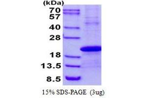 Image no. 1 for Developmental Pluripotency Associated 3 (DPPA3) protein (His tag) (ABIN1098689) (DPPA3 Protein (His tag))