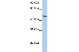 WB Suggested Anti-NXF3 Antibody Titration:  0. (NXF3 抗体  (N-Term))