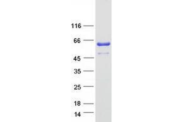 ZNF259 Protein (Myc-DYKDDDDK Tag)