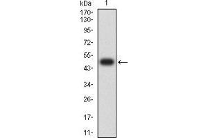 Western blot analysis using CD351 mAb against human CD351 (AA: extra 221-450) recombinant protein. (FCAMR 抗体  (AA 221-450))