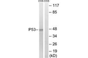 Western blot analysis of extracts from COS7 cells, using p53 (Ab-15) Antibody. (p53 抗体  (AA 6-55))