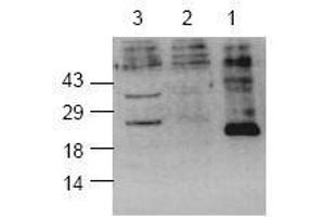 Image no. 1 for anti-Caspase 8 (CASP8) (active), (Cleavage Site) antibody (ABIN127031) (Caspase 8 抗体  (active, Cleavage Site))