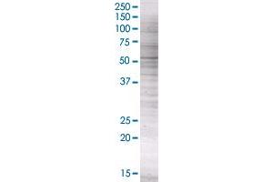 Western Blotting (WB) image for PIK3R3 293T Cell Transient Overexpression Lysate(Denatured) (ABIN1334123)