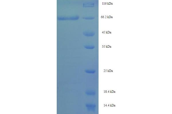 Septin 7 Protein (SEPT7) (AA 2-437) (His-SUMO Tag)