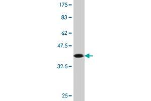 Western Blot detection against Immunogen (37. (Caspase 10 抗体  (AA 1-110))