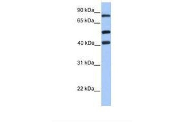 HCFC2 抗体  (AA 551-600)